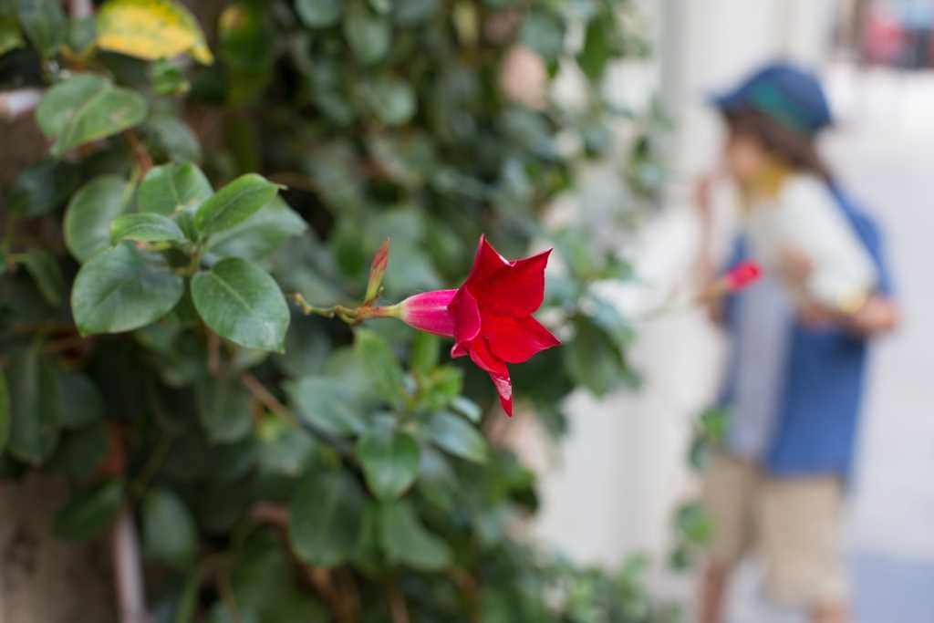 Mandevilla