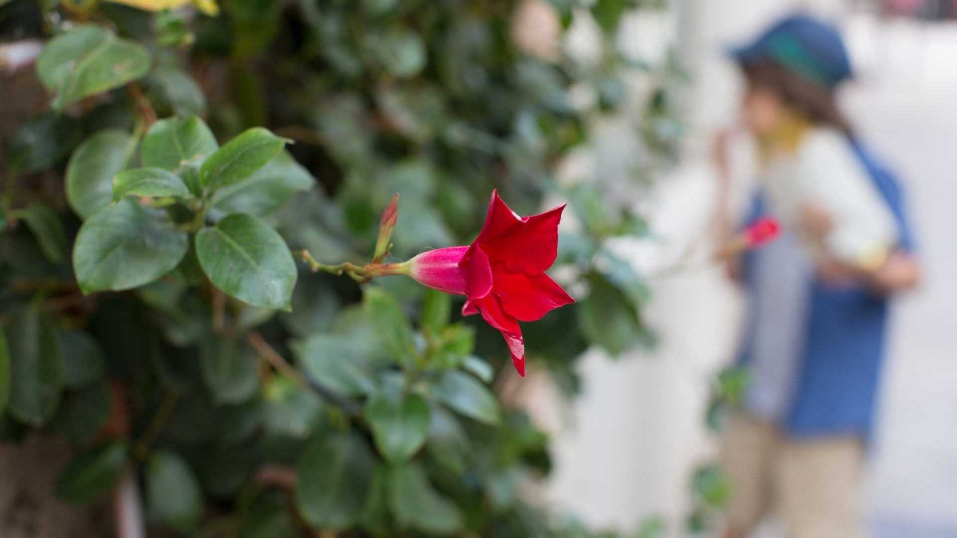Mandevilla