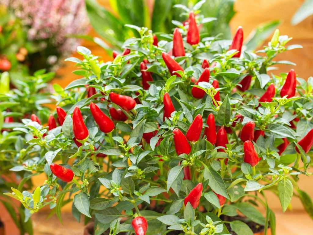 Freunde exotisch-scharfer Gerichte haben in der Küche oder auf der Fensterbank gerne eine Chili-Pflanze stehen.