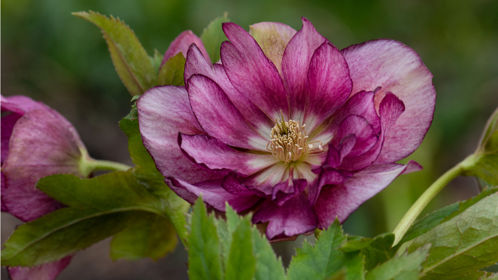Die Christrose erstrahlt in weißen und rosafarbenen Blüten.