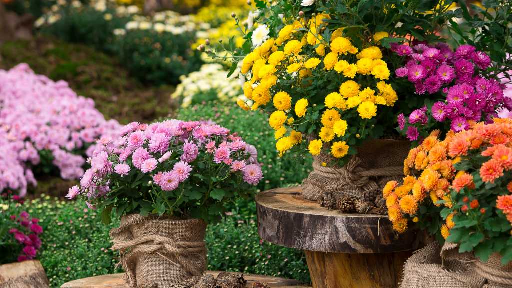 Egal ob im Topf oder im Beet. Chrysanthemen verschönern im Herbst jeden Garten.