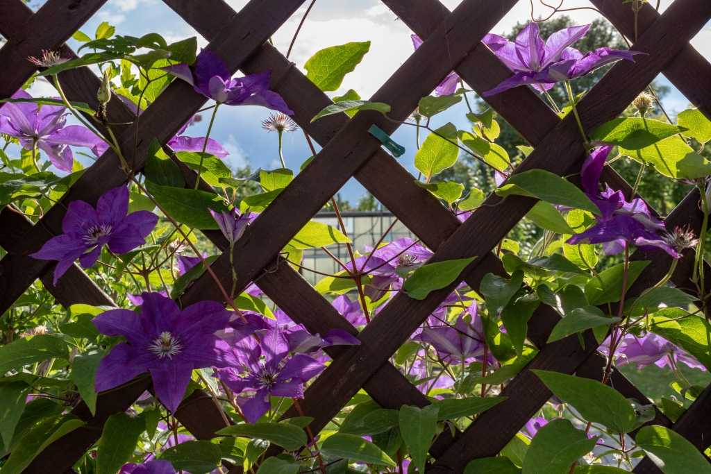 Clematis