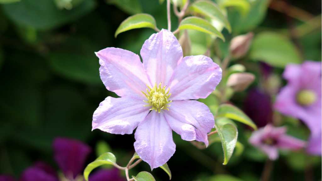Clematis