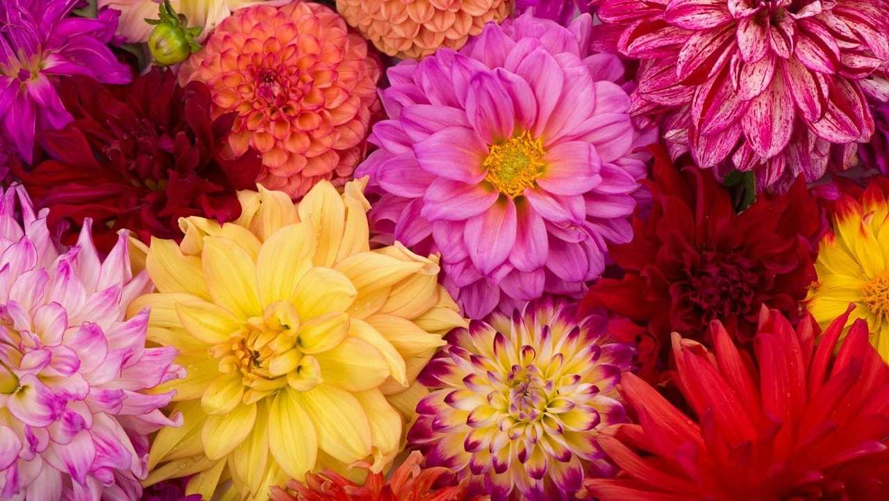 Dahlien in verschiedenen Farben