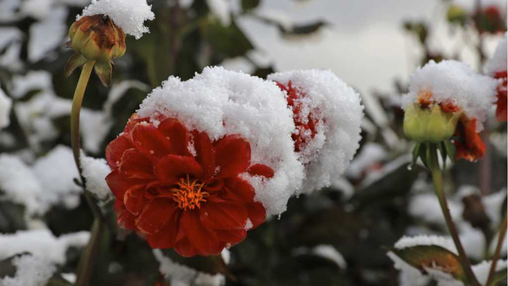 Das Dahlien Überwintern im Freien gelingt nur mit einer dicken Mulchschicht.