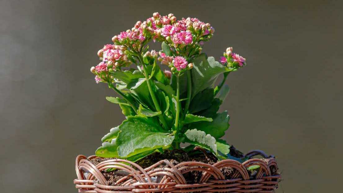 Flammendes Käthchen mit rosa Blüten in einem Korb