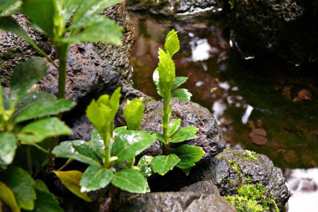 Der Wasserbedarf der Pflanze ist gering.