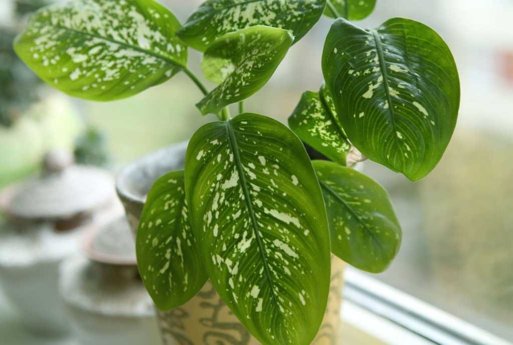 Die große und robuste Dieffenbachia gehört zu den beliebtesten Zimmerpflanzen überhaupt.