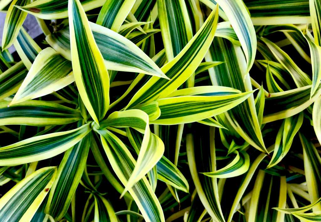 Drachenbaum (Drachea)