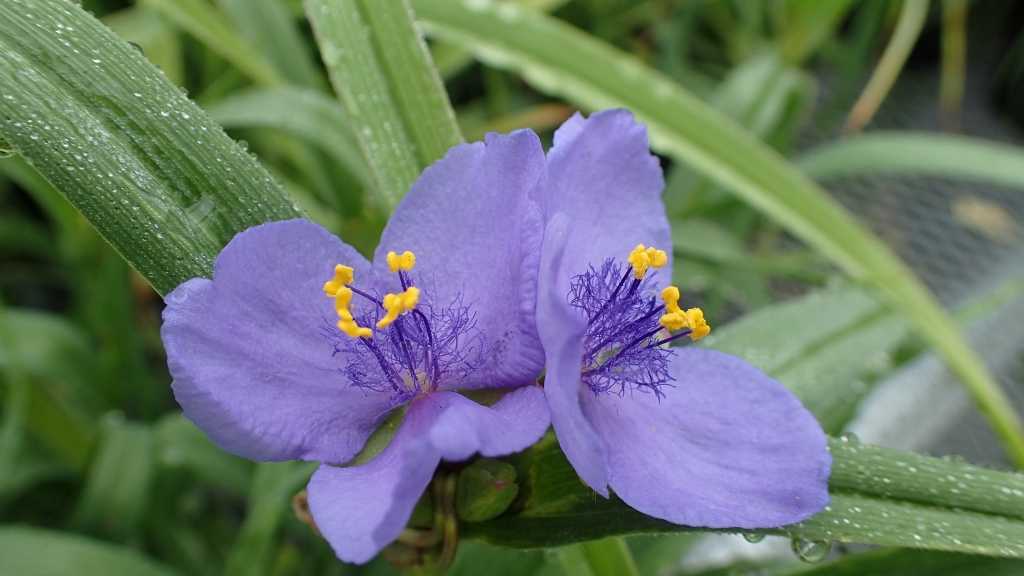 Dreimasterblume