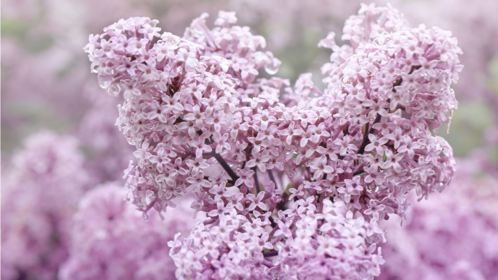 Die Duftlieder trägt den botanischen Namen Palibin.