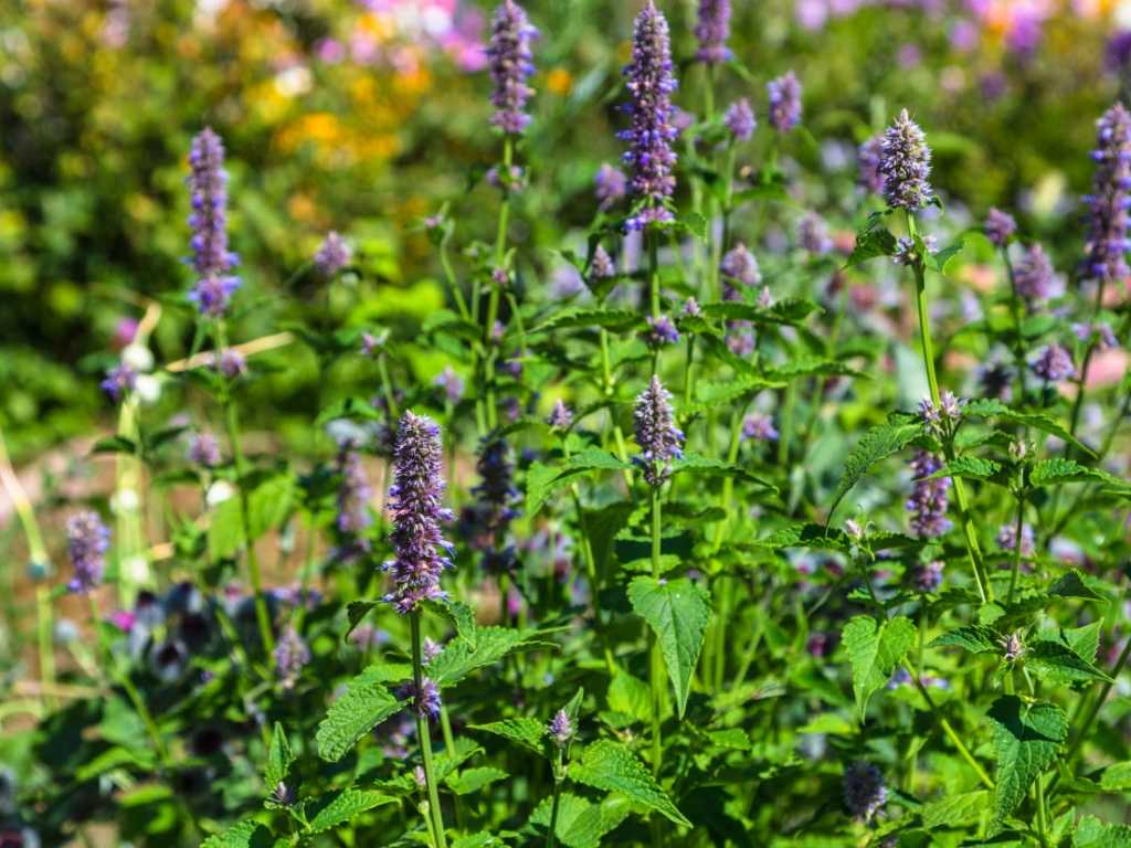 Diese schöne Staudenpflanze hat unter Gartenfreunden mittlerweile viele Liebhaber.