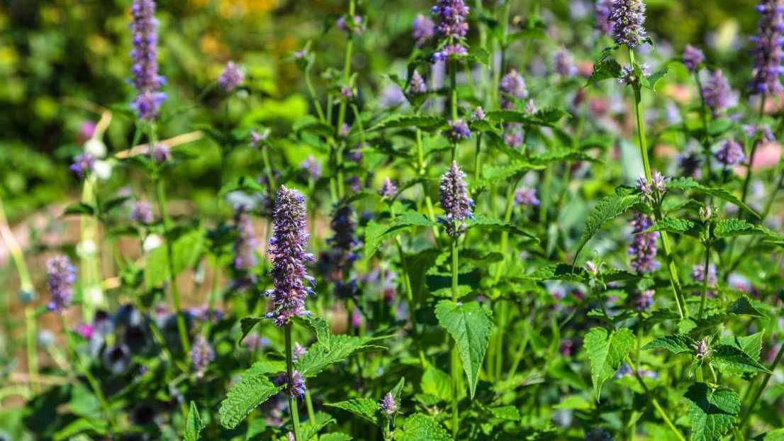 Duftnessel (Agastache rugosa)