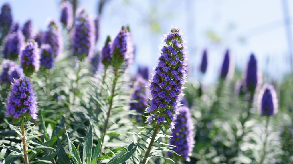 Echium vulgare gedeiht auch in unseren Breiten. Die nektarreichen Blüten tragen viel zum Umweltschutz bei, weil sie viele Insekten und Bienen anlocken.