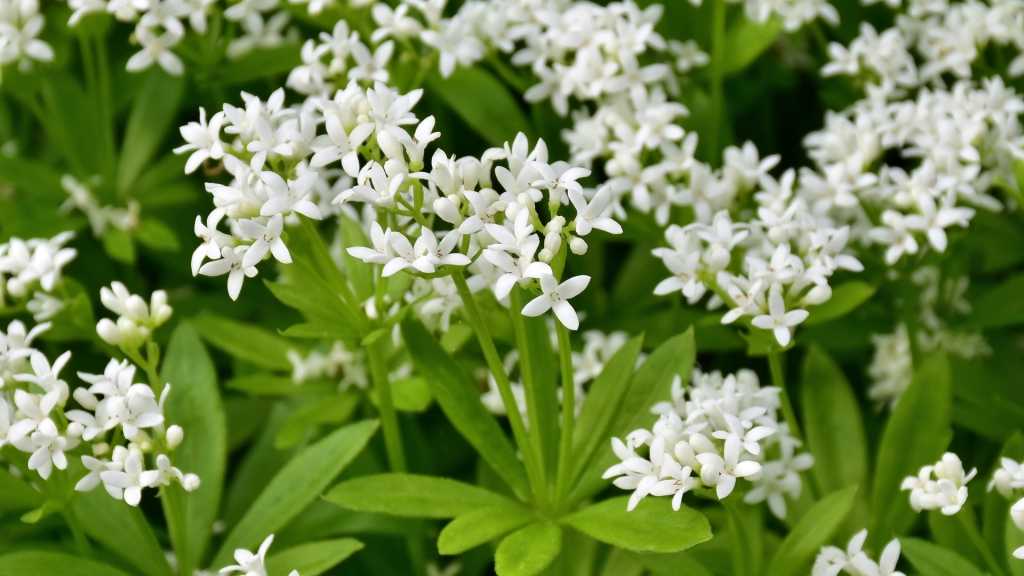 Echter Waldmeister Pflege ist eigentlich nicht schwer. Damit Sie die großen weißen Blüten und länglichen, dünnen Blätter möglichst lange zu Gesicht bekommen, müssen Sie nur ein paar Dinge beachten.
