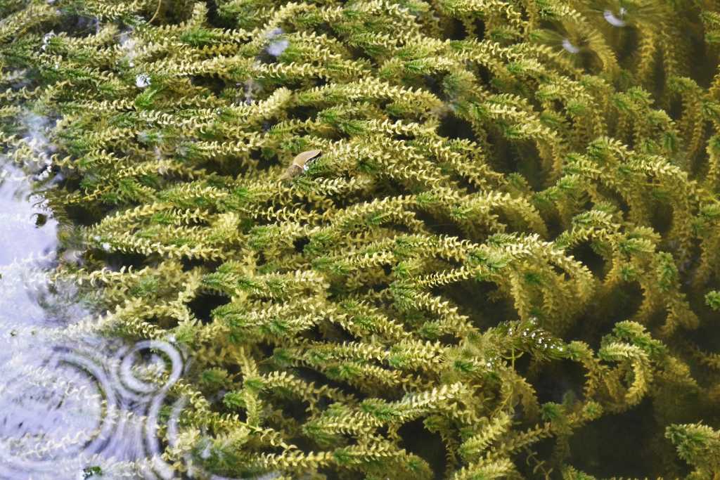 Elodea canadensis
