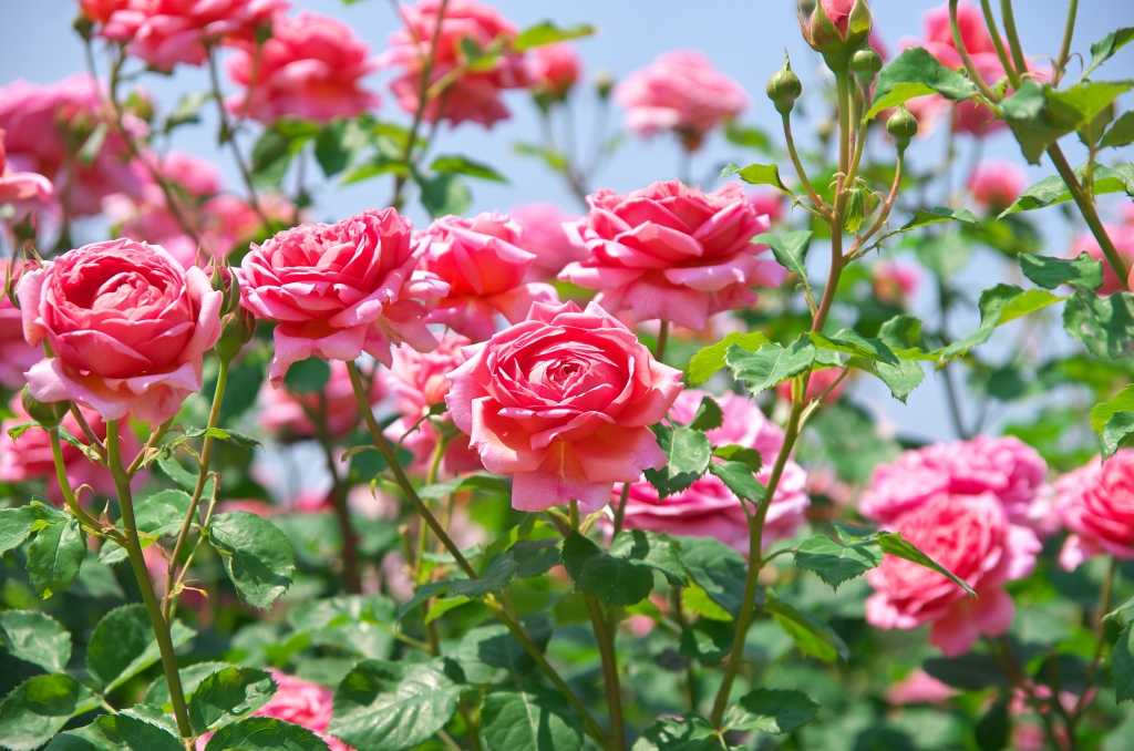 Englische Rosen