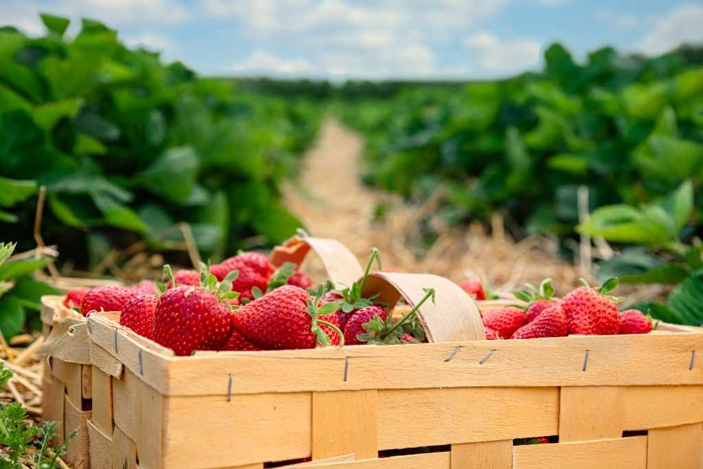 Erbeeren ernten