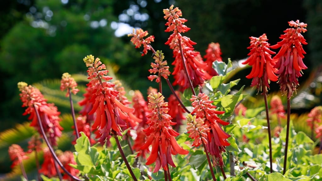Bei uns ist die Erythrina unter dem Namen Korallenstrauch bekannt. Die Pflanze liebt Standorte in voller Sonne und sollte nur wenig gegossen werden.