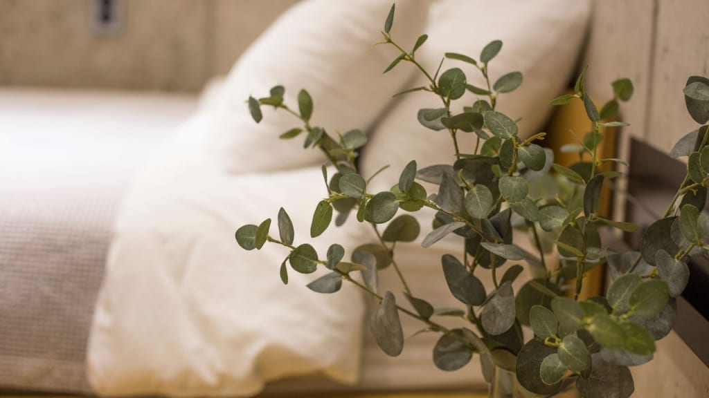 Der Eucalyptus stammt unter anderem aus Australien. Dies beantwortet bereits die meisten Fragen zum Standort und Wasserbedürfnis.