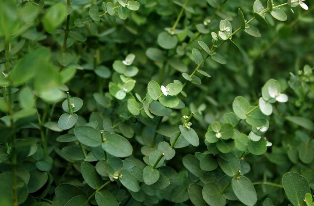 Eukalyptus