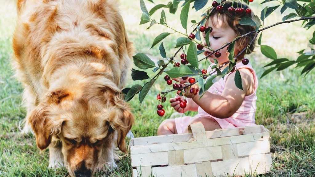 Hunde könne Krankheiten nicht nur erkennen, sondern auch davor Schützen. Das Streicheln wirkt blutdrucksenkend aber auch die vielen Spaziergänge, haben einen positiven Einfluss auf die Gesundheit.