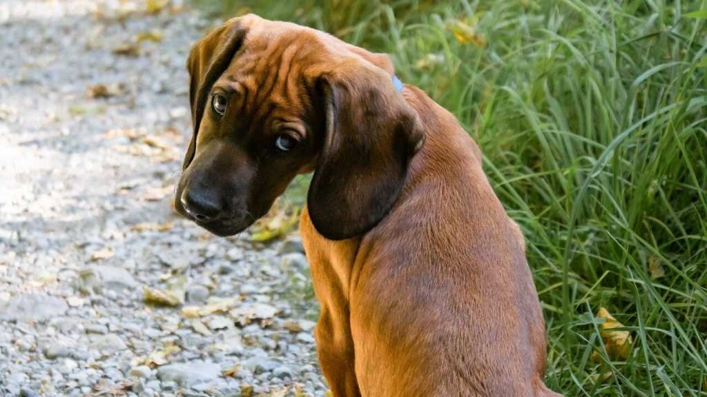 Es gibt auch einige Fakten über das Wesen der Hunde. Beispielsweise empfinden Hunde keine Schuldgefühle. Wenn wir den Eindruck haben, dass sich ein Hund schuldig fühlt, handelt es sich meist nur auf die Reaktion auf uns. Der Hund bemerkt nur, wenn wir laut werden und sich unsere Körpersprache verändert.