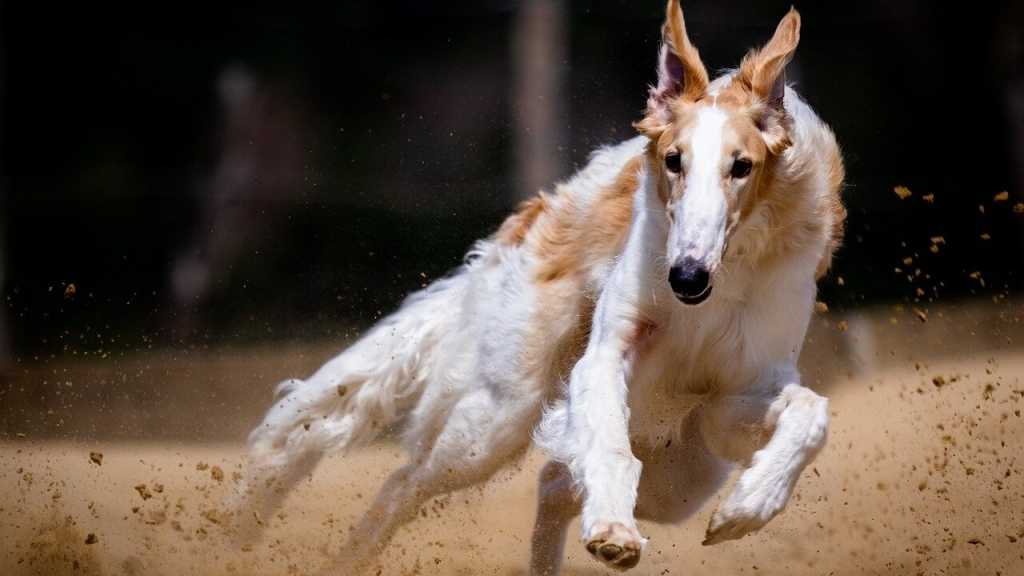 Der Windhund zählt zu der schnellsten Hunderasse, dabei wird er bis zu 72 km/h schnell. Das ist zwar noch deutlich langsamer als ein Gepard, im Gegensatz zum Raubtier kann der Hund seine Geschwindigkeit jedoch über einen längeren Zeitraum halten. Damit hat der Windhund die Chance bei einem Wettrennen sogar zu gewinnen.
