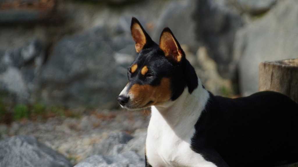 Es gibt tatsächlich Hunderassen, die nicht bellen. Während aber einige einfach nicht oft bellen, gibt es eine Hunderasse, die es auch nicht kann. Dem Basenji ist es nicht möglich, bellende Laute von sich zu geben.