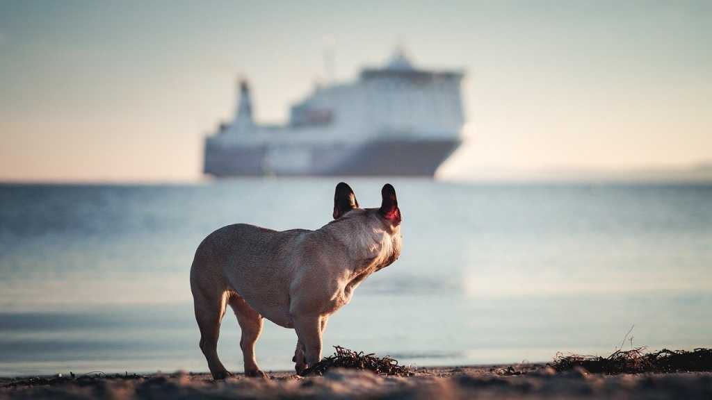 Einer der Fakten, die du über Hunde noch nicht kanntest ist, dass es Hunde auf der Titanic gab. Drei von ihnen haben es sogar auf die Rettungsboote geschafft und konnten gerettet werden.
