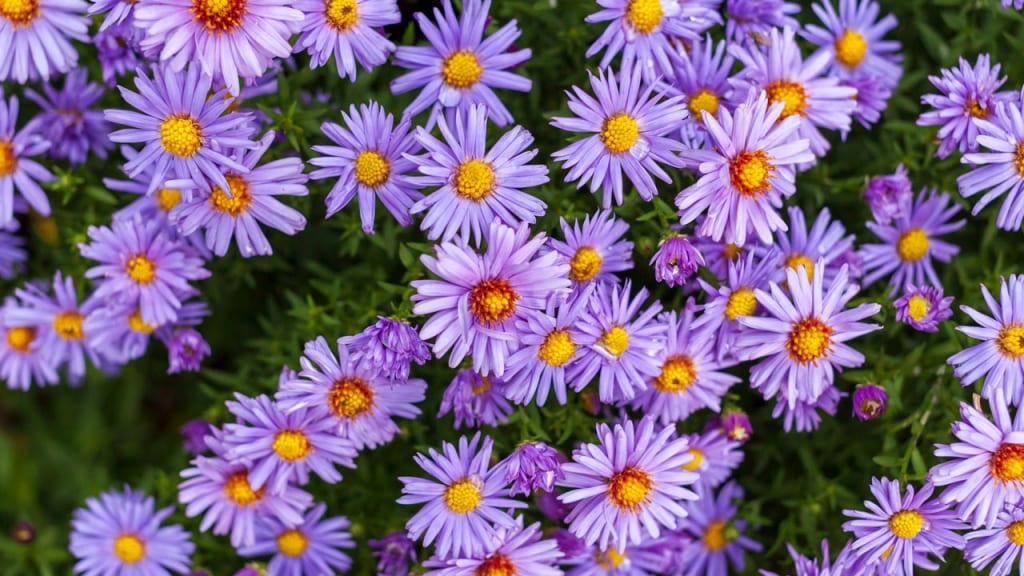 Die ursprüngliche Heimar der Felicia ist Südafrika. Die Blüten öffnen sich erst in der Sonne.