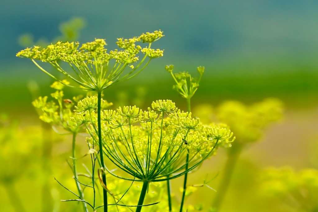 Gelb blühender Fenchel.