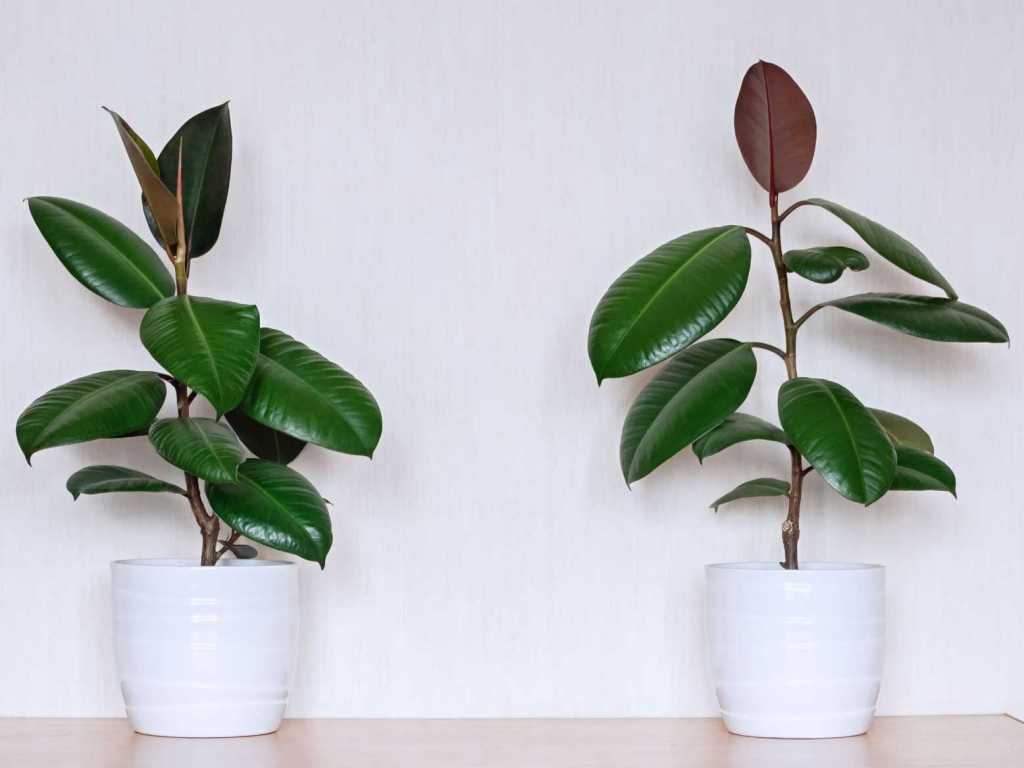 Sämtliche bei uns bekannten und beliebten Ficus-Arten sind für Hunde schwach giftig.