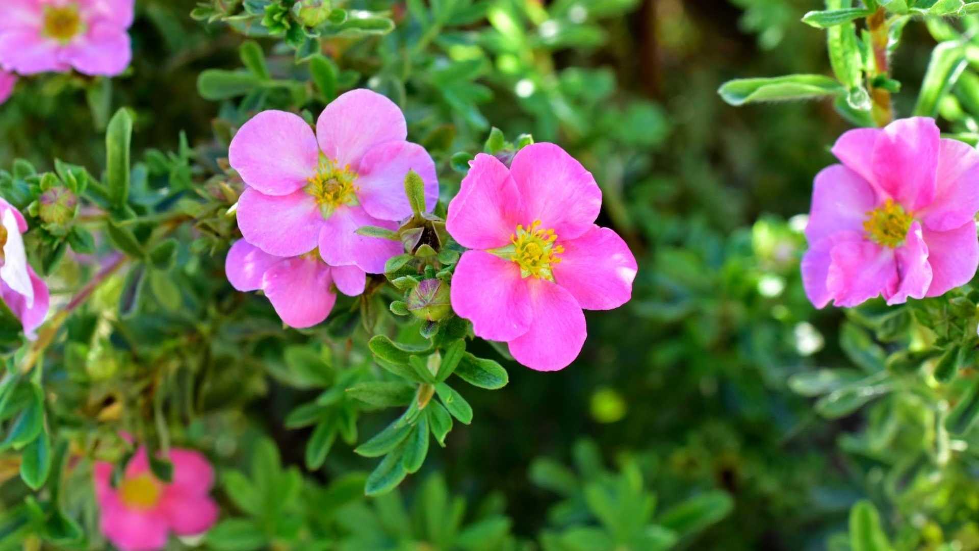 Fingerstrauch mit rosa Blüten