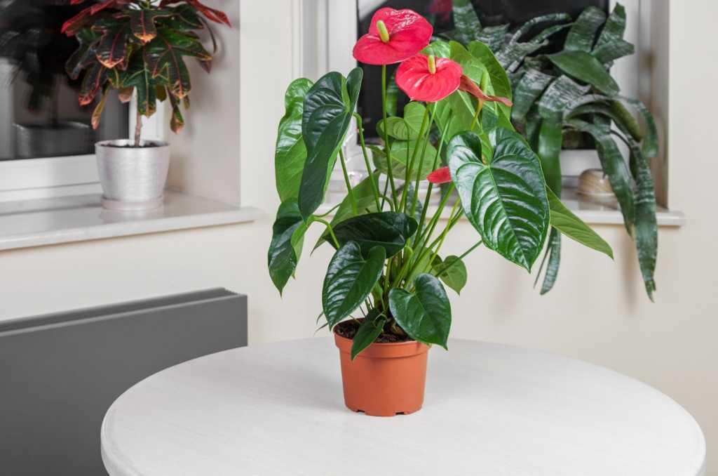 Flamingoblumen sind effektiv luftreinigende Zimmerpflanzen