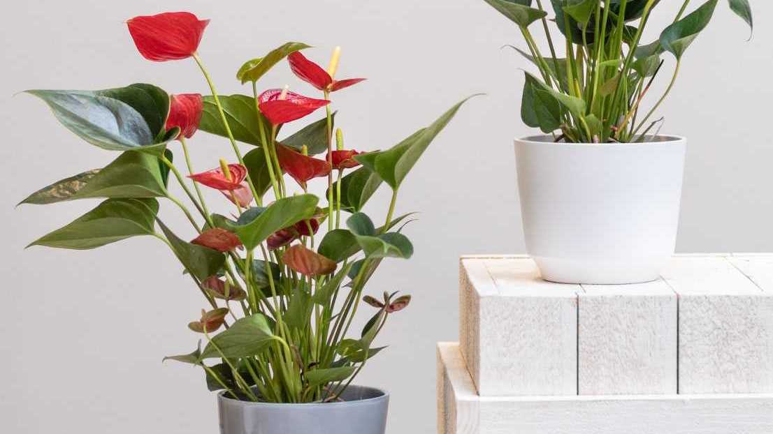 Zwei Flamingoblumen in Töpfen in einem Zimmer