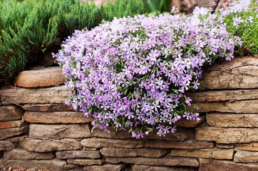 Die Polsterphlox im Garten.