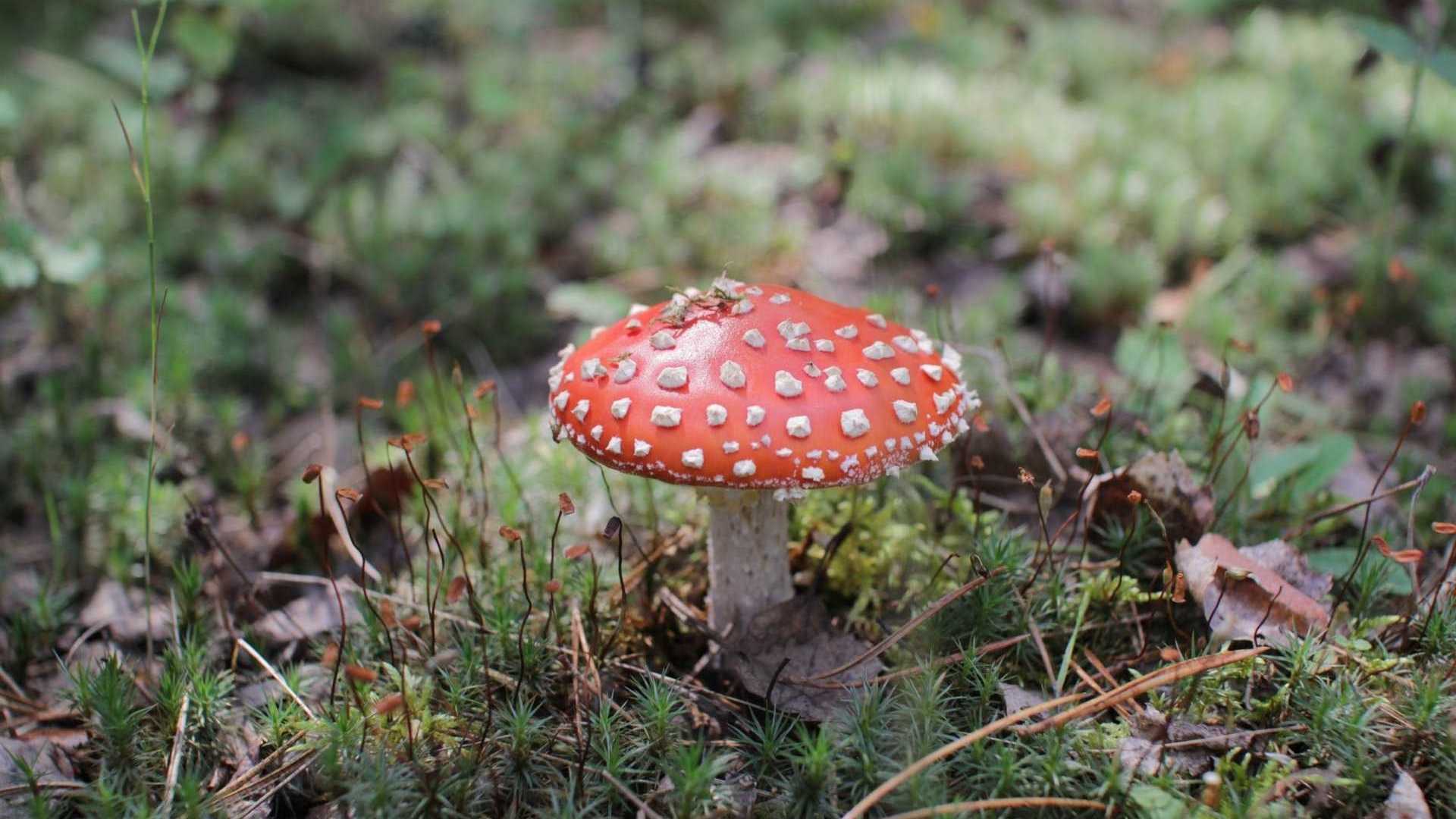 Fliegenpilz im Moos und Waldboden