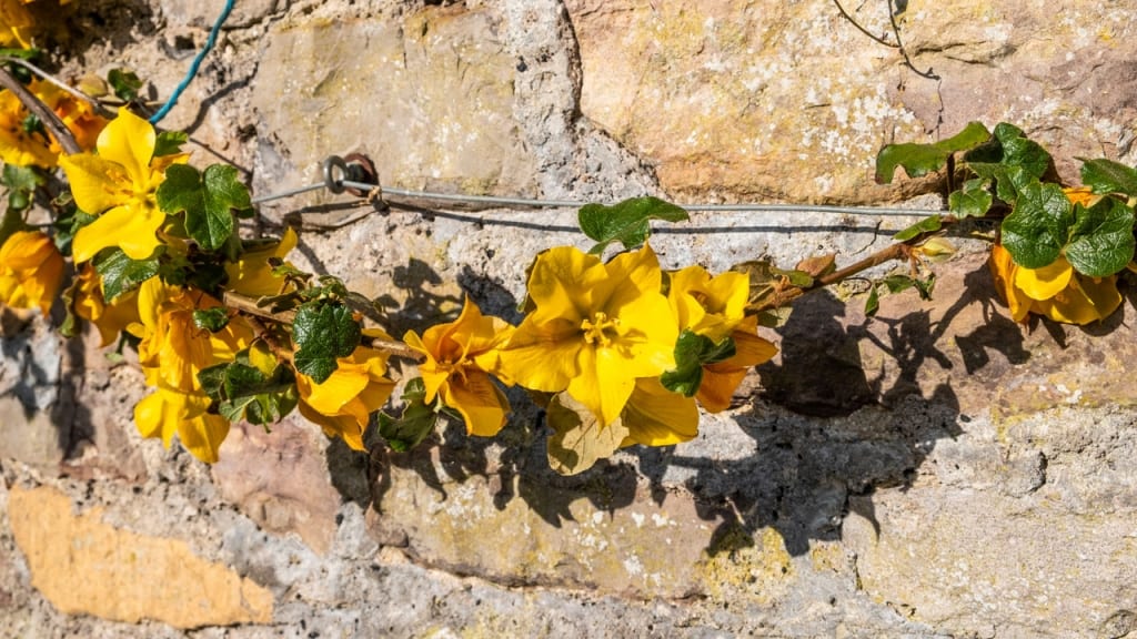 FreFremontodendron stammt aus Kalifornien und Mexiko und umfasst vier bis sechs Arten. Der üppig blühende Stauch ist für einen Standort in direkter Sonne geeignet.