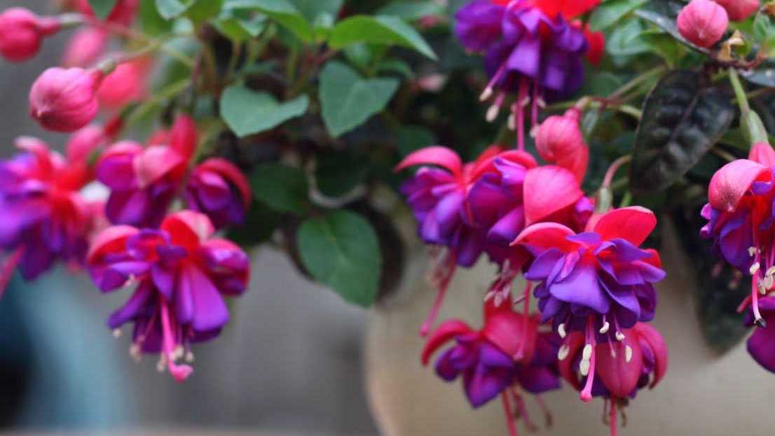 Australische Fuchsie mit bunten, glockenartigen Blüten