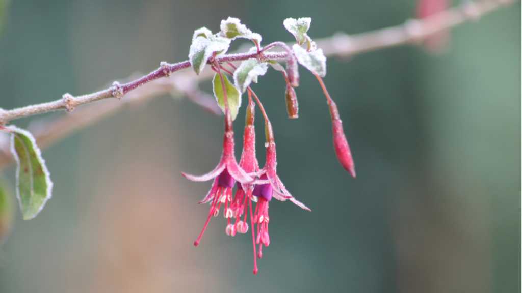 Ein Fuchsien Überwintern ist bei einer angemessenen Unterkunft möglich.