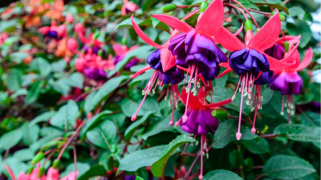 Das Fuchsien Überwintern ist auch bei robusten Sorten nur mit zusätzlichem Schutz möglich.