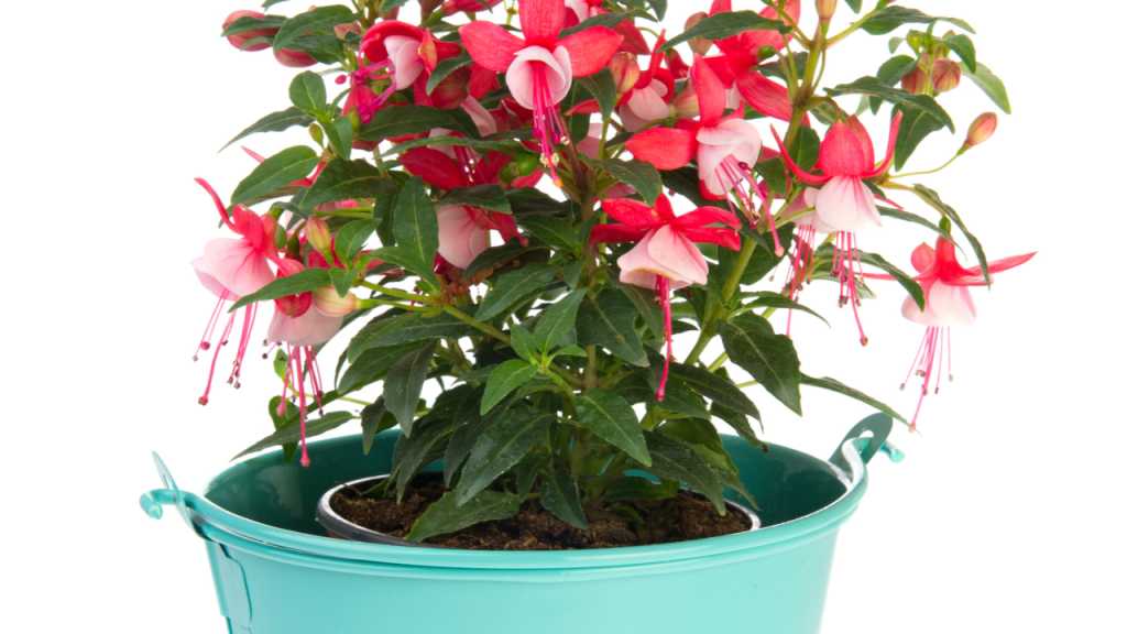 Das Fuchsien Überwintern kann in einer Erdgrube oder im Topf mit Plastiktütenüberzug klappen.