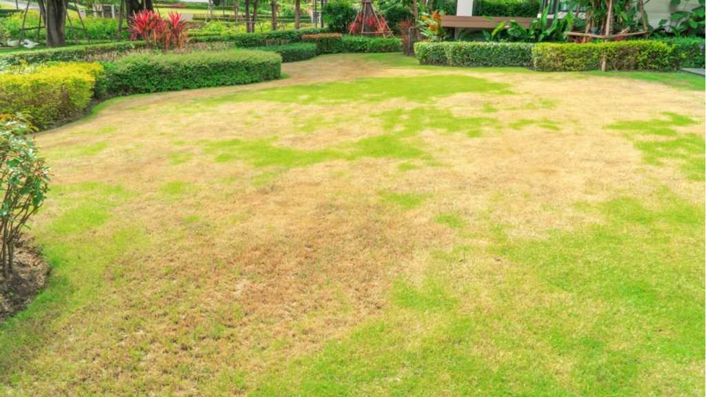 Wenn möglich sollte man eine dicke Schicht hochwertigen Mutterboden im Garten ausbringen.