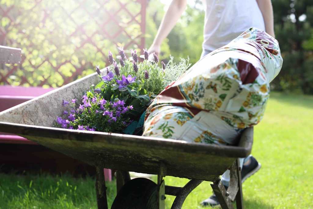 Blumen mit Blumenerde in Schubkarren