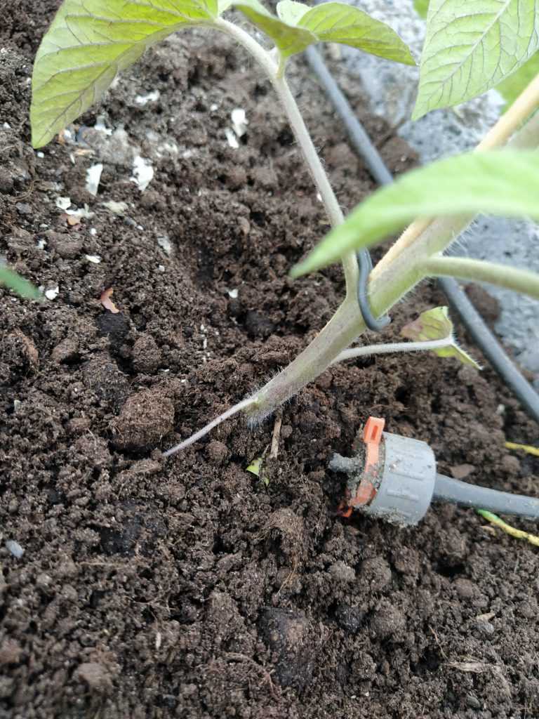Das Tröpfchenbewässerungssystem bei einer Tomatenpflanze
