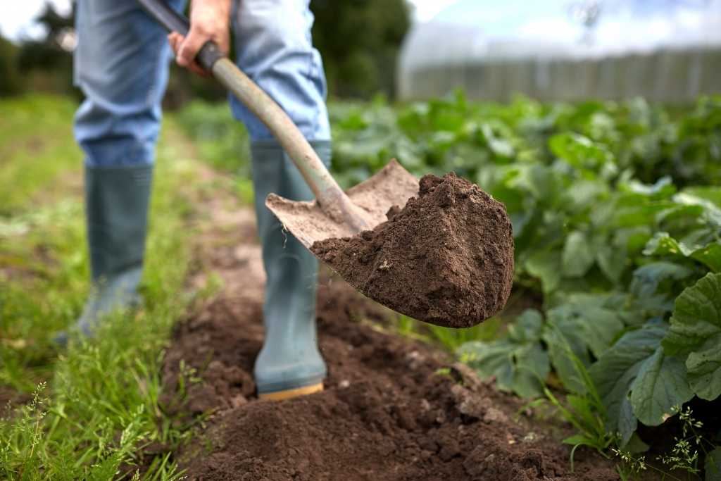 Gartenschaufel in Verwendung