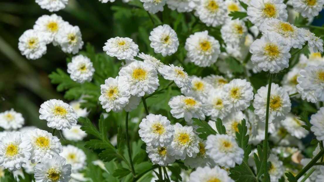 Gefüllte Bertramsgarbe (Achillea ptarmica)
