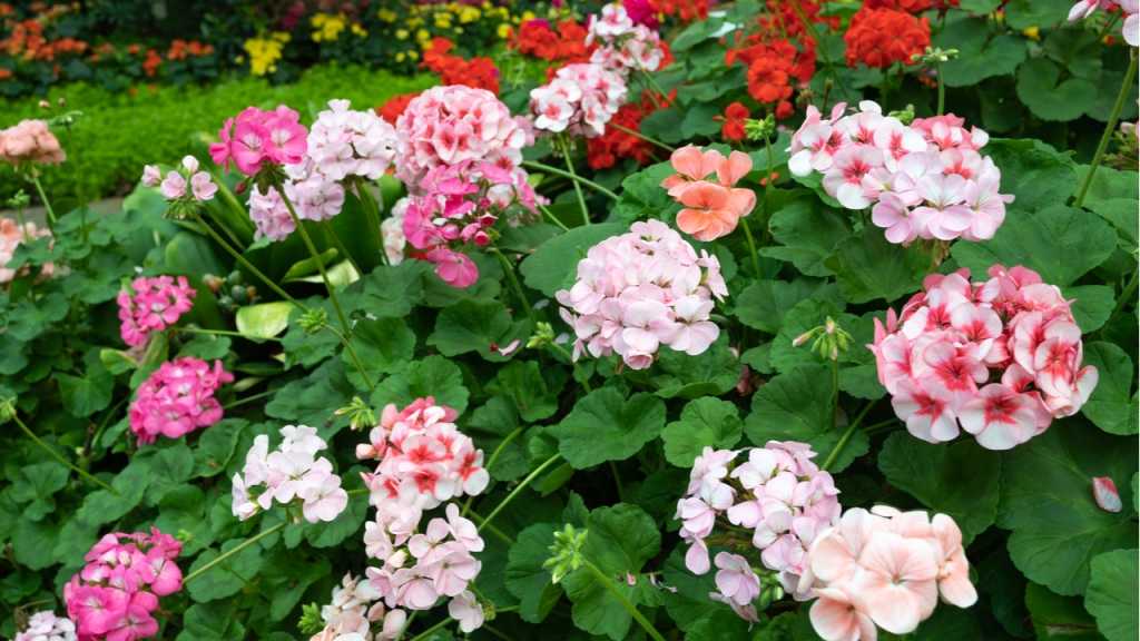 Bunte Pflanzen im Garten