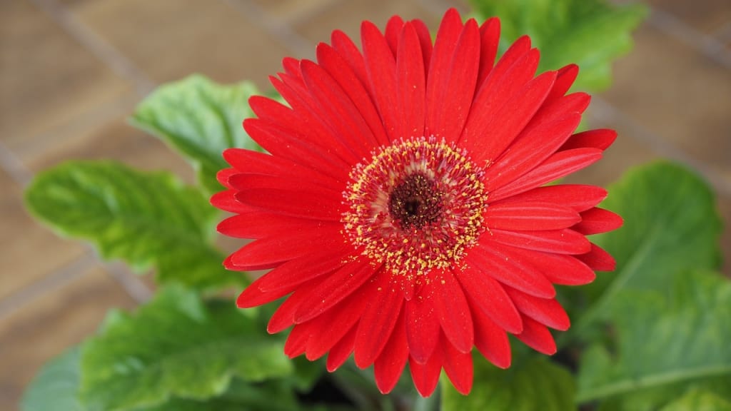 Die Gerbera liebt die Sonne und gedeiht vor allem an einem hellen und warmen Platz auf der Fensterbank.